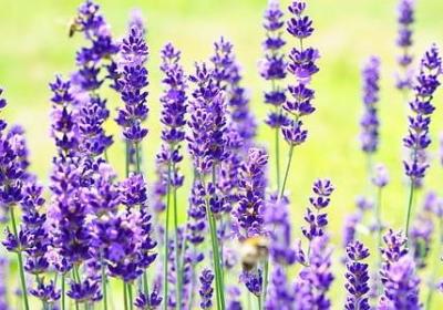 描写姐妹相聚的句子(推荐50句)