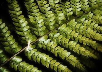 我姓洪的专属句子(合集50句)