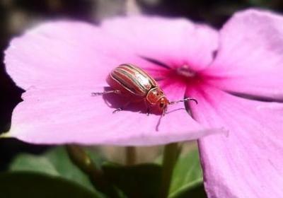 描写小叶榕的句子(推荐10句)