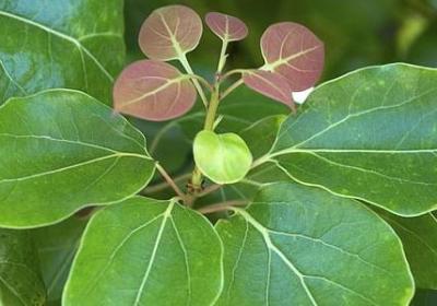 描写女生清纯的句子(推荐50句)