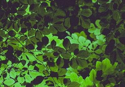 扫描英语句子翻译软件(实用80句)