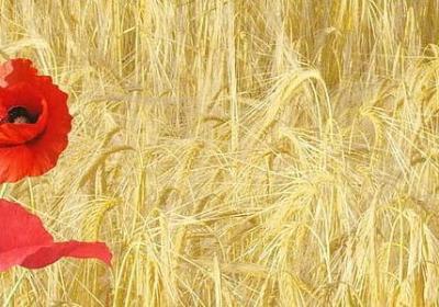 感恩的句子大全(推荐50句)