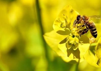 拉丁语爱情短句(精选100句)