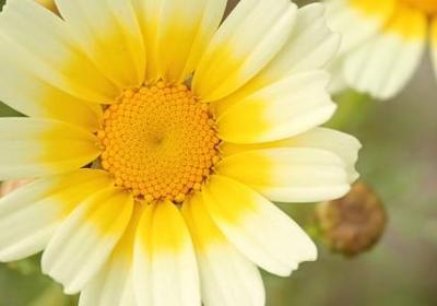 情话歌词短句大全(汇总50句)