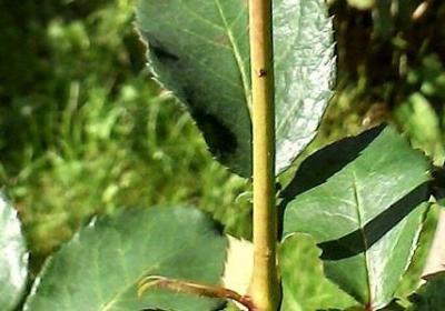 我受够了的句子(推荐42句)