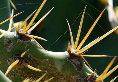 描写圣诞节的句子(通用31句)