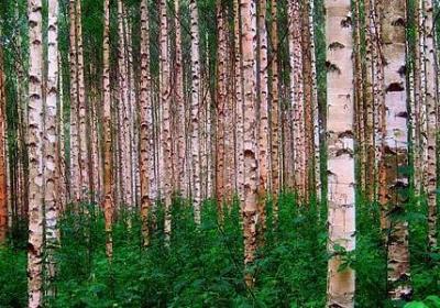 描写蛙鸣的句子(优选11句)