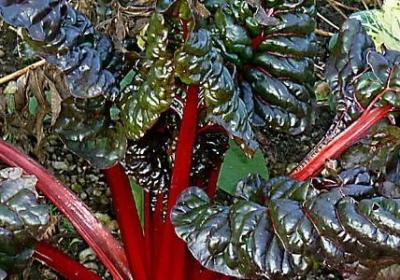 描写枫林美景的句子(精选13句)