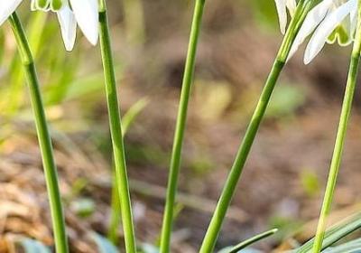 描写花的句子 短句(汇总31句)