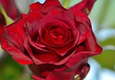 描写观音菩萨的句子(通用46句)