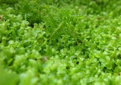 描写老师幽默的句子(合集50句)