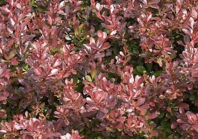 描写萨克斯的句子(优选15句)