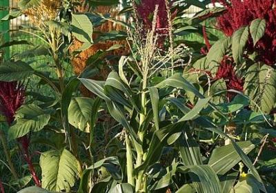 描写蛟龙的句子(共50句)