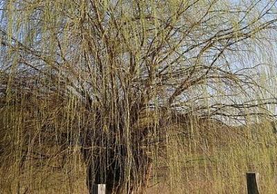 描写英语老师的句子(共40句)