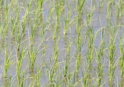 描写秋天农田的句子(热门21句)