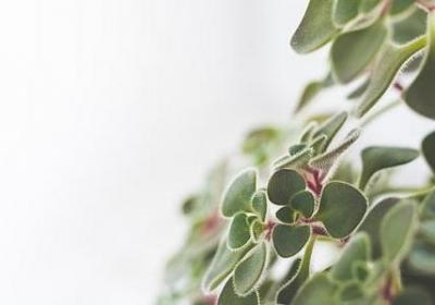 描写蔷薇的句子(汇总50句)