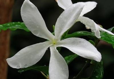 描写花坚强的句子(共11句)