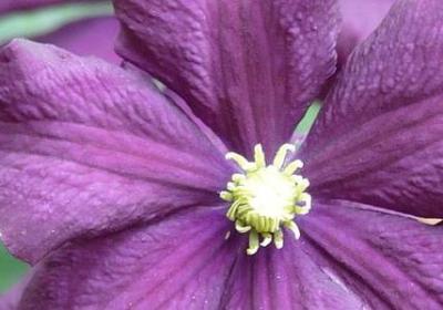 描写植物生命力的句子(热门50句)