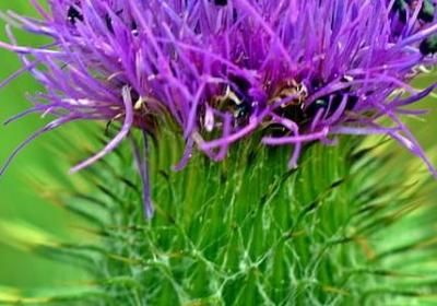 描写熊猫吃竹子的句子(共20句)