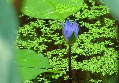 描写秋的诗词句子(必备50句)