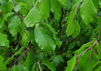 描写秋雨唯美句子(实用9句)