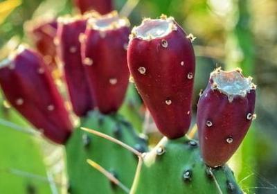 描写葡萄架的句子(必备21句)