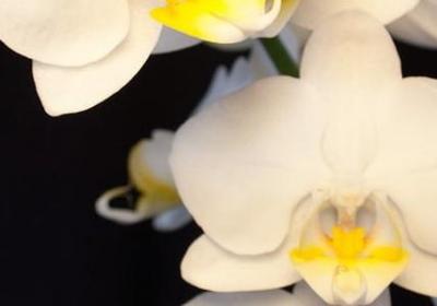 描写秋天大树的句子(51句)