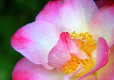 描写煮茶的句子(合集9句)