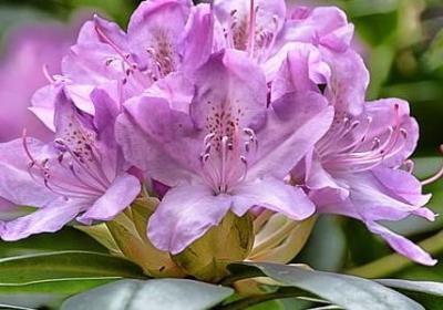 描写澳门的唯美句子(合集11句)