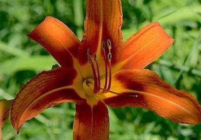 描写爸爸的好句子(通用50句)