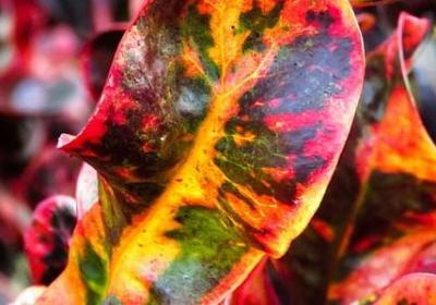 描写裙子的句子(合集50句)