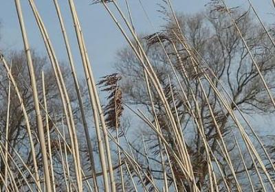 描写读书专注的句子(优选40句)