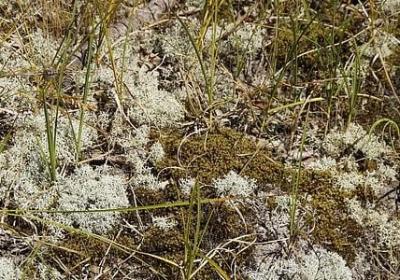 描写珠宝的优美句子(实用50句)