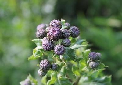 描写莲花的优美短句(合集48句)