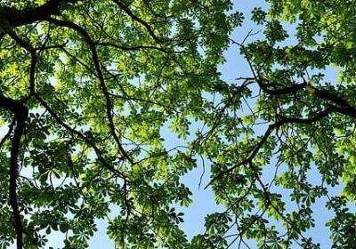 描写秋天梧桐树的句子(合集51句)