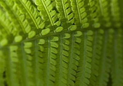 描写菊花的句子 短句(优选16句)