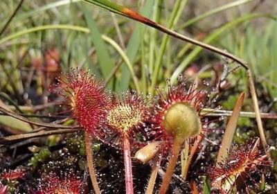 描写老师的特点的句子(50句)