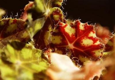 描写肥皂泡的句子(实用50句)