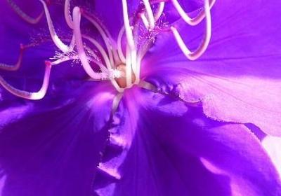 描写蜜蜂的句子(热门46句)