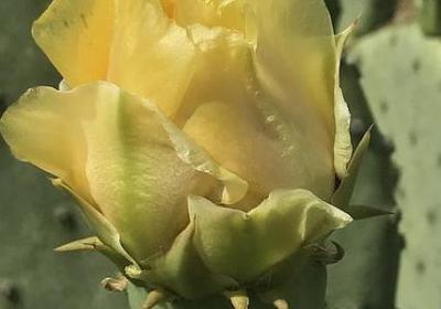 描写绿豆汤的句子(精选31句)