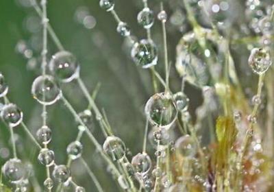 描写红叶的句子(50句)