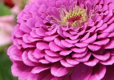 描写竹林的唯美句子(优选40句)