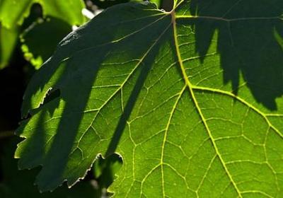 描写空心菜的句子(汇总12句)