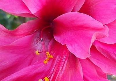 描写藏羚羊的句子(汇总9句)