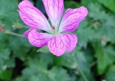 描写秋天麦子的句子(实用10句)