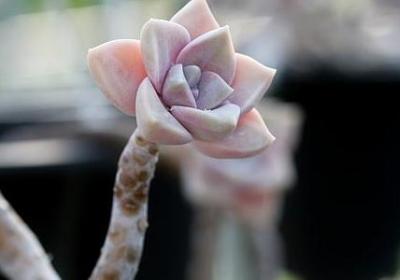 描写温柔女生外貌句子(汇总50句)