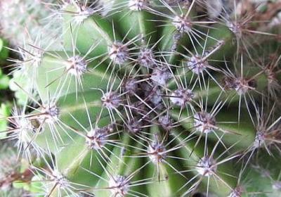 描写老师的外貌的句子(热门50句)