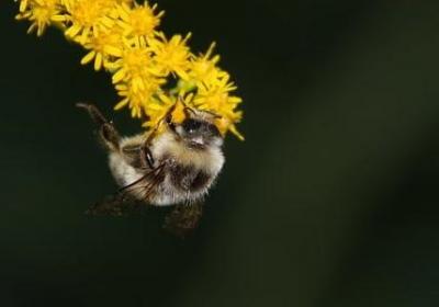 描写爆米花的句子(合集50句)