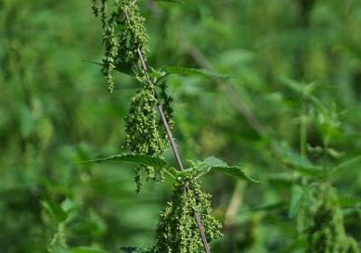 描写狗狗的优美句子(必备36句)