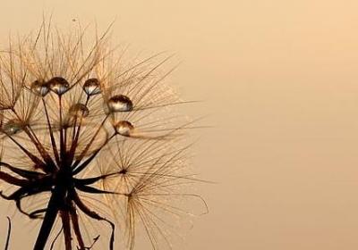 描写流苏的唯美句子(合集50句)